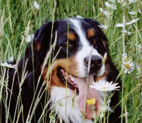 Ottilie_im_Frühling.jpg